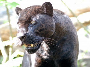 Картинка животные пантеры