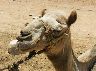 Картинка животные верблюды