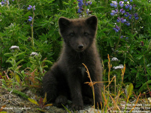 Картинка животные волки