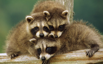 Картинка животные еноты