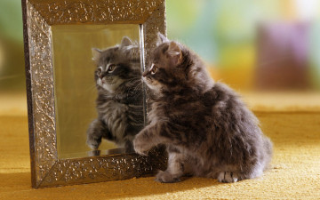 Картинка животные коты