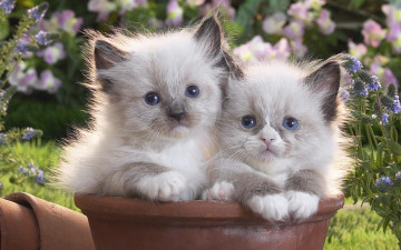 Картинка животные коты