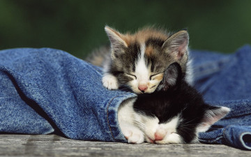 Картинка животные коты