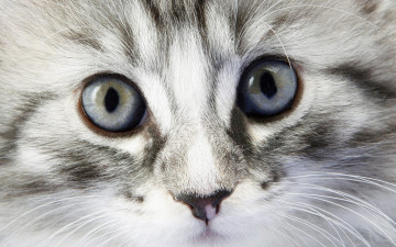 Картинка животные коты