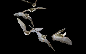 Картинка животные летучие мыши