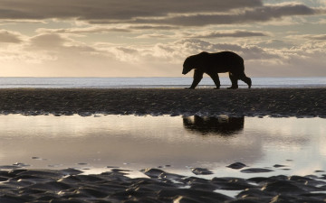 Картинка животные медведи