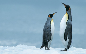 Картинка животные пингвины