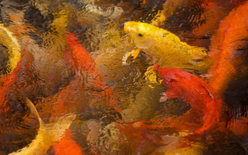 Картинка животные рыбы