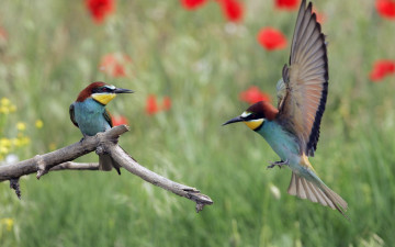 Картинка животные щурки пчелоеды