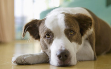 Картинка животные собаки