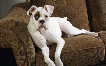 Картинка животные собаки