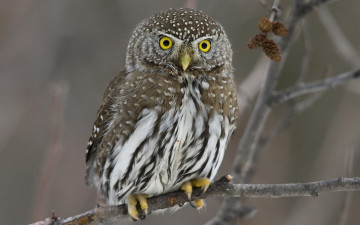 Картинка животные совы