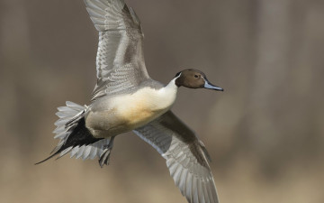 Картинка животные утки