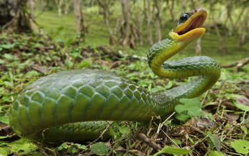 Картинка животные змеи питоны кобры