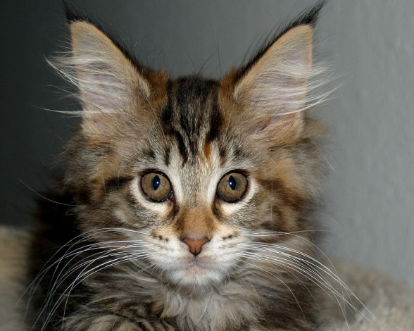 Обои картинки фото животные, коты