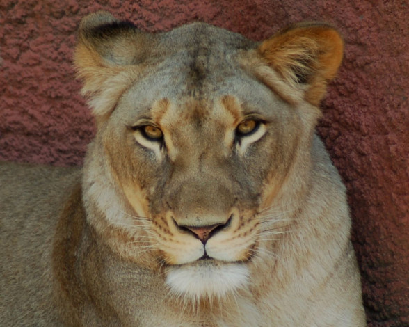 Обои картинки фото животные, львы