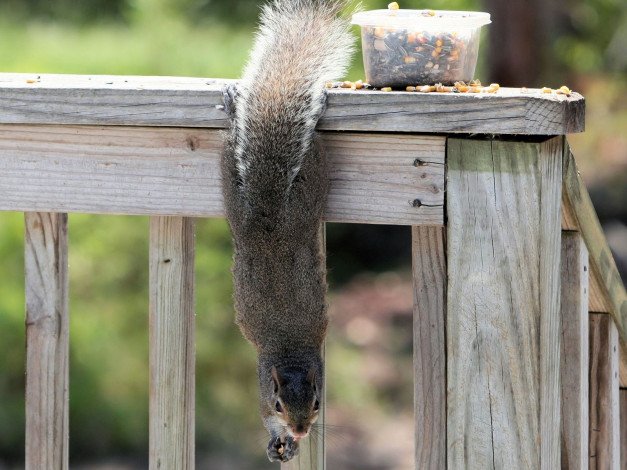 Обои картинки фото животные, белки