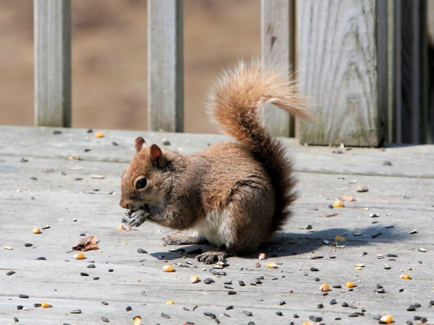 Обои картинки фото животные, белки