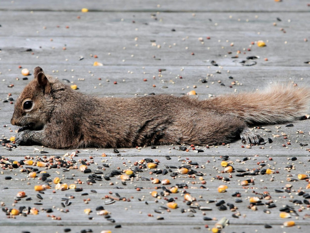 Обои картинки фото животные, белки
