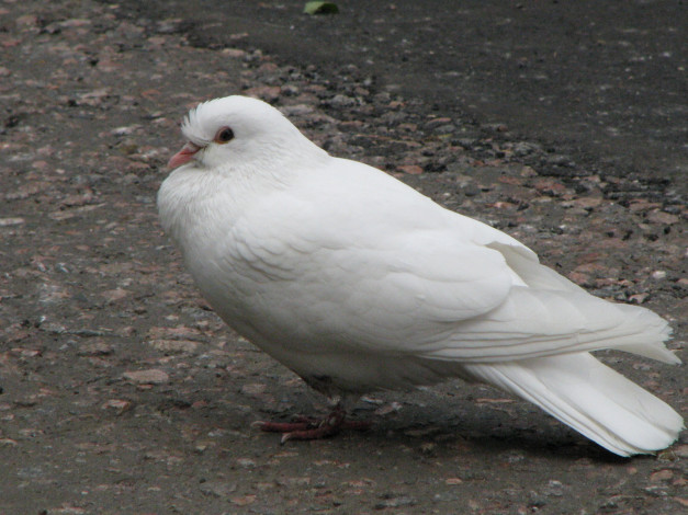 Обои картинки фото животные, голуби