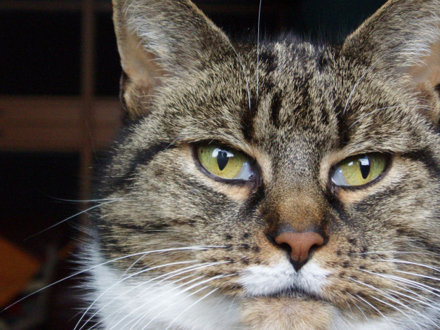 Обои картинки фото животные, коты