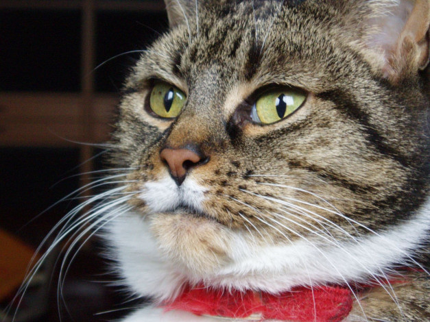 Обои картинки фото животные, коты