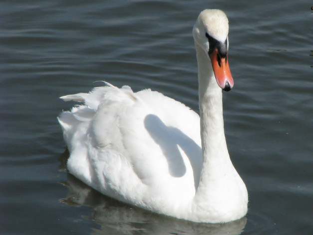 Обои картинки фото животные, лебеди