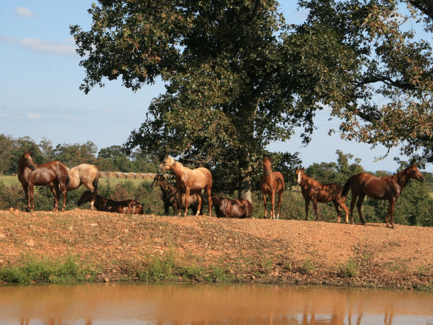 Обои картинки фото животные, лошади