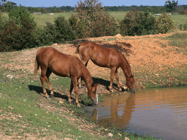 Обои картинки фото животные, лошади