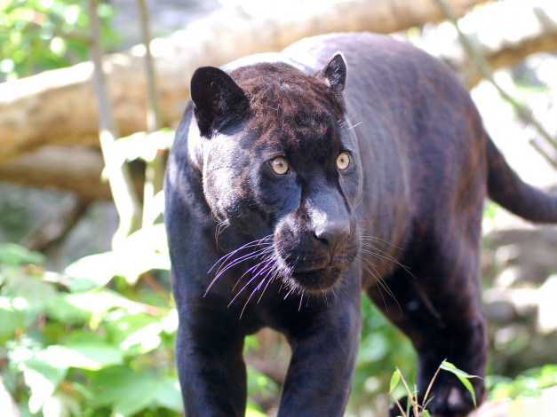 Обои картинки фото животные, пантеры