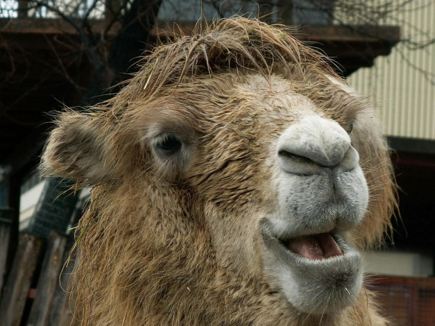 Обои картинки фото животные, верблюды