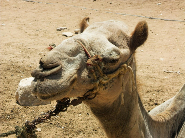 Обои картинки фото животные, верблюды