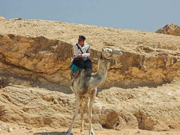 Обои картинки фото животные, верблюды