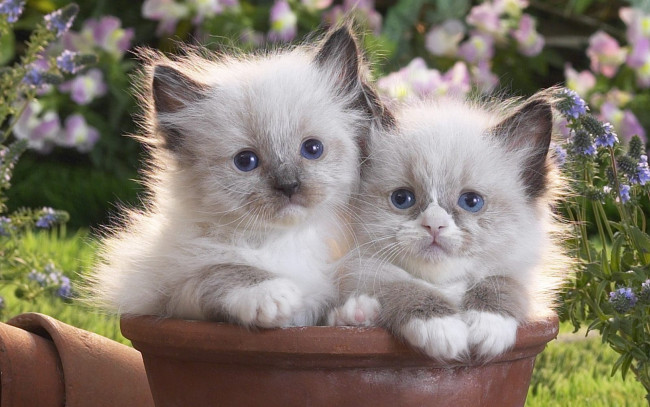 Обои картинки фото животные, коты