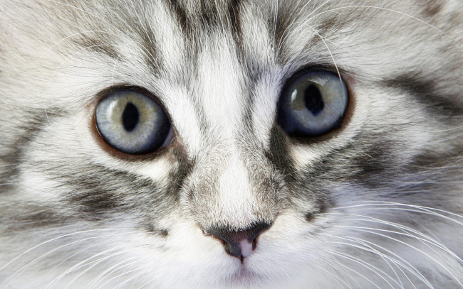 Обои картинки фото животные, коты