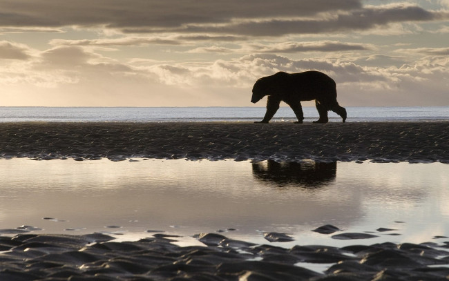 Обои картинки фото животные, медведи