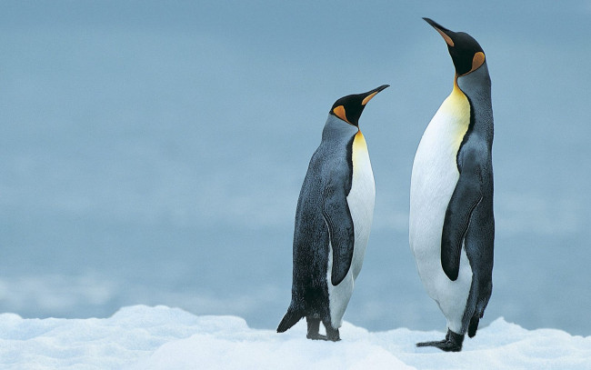 Обои картинки фото животные, пингвины