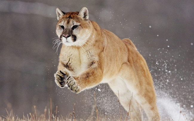Обои картинки фото животные, пумы