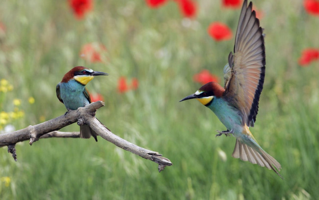 Обои картинки фото животные, щурки, пчелоеды