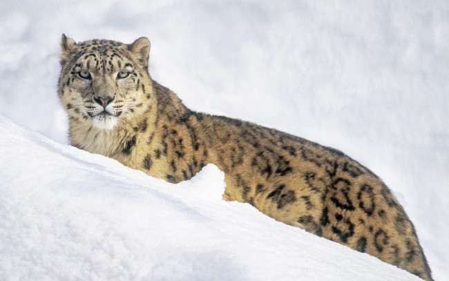 Обои картинки фото животные, снежный, барс, ирбис