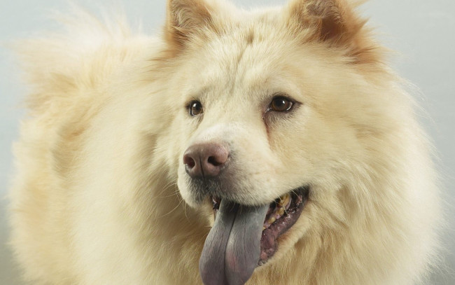 Обои картинки фото животные, собаки