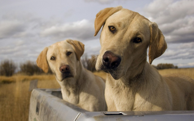 Обои картинки фото животные, собаки