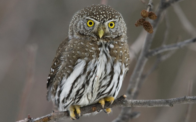 Обои картинки фото животные, совы