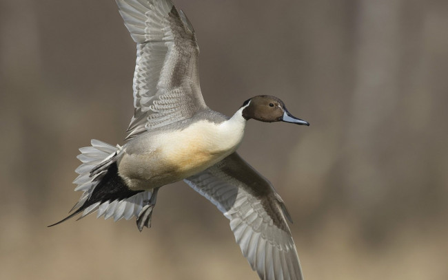 Обои картинки фото животные, утки