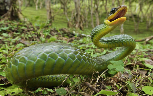 Обои картинки фото животные, змеи, питоны, кобры