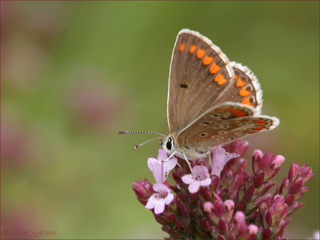 Обои картинки фото животные, бабочки