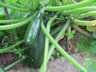 Картинка природа плоды цуккини