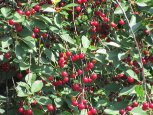 Картинка природа Ягоды листья