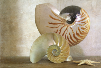 Картинка разное ракушки кораллы декоративные spa камни спираль звезда