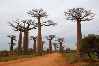 Картинка баобабы природа деревья дорога огромные